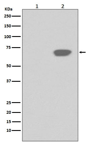 PLK1 (phospho Thr210) antibody [HAO-16]