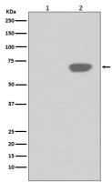 PLK1 (phospho Thr210) antibody [HAO-16]