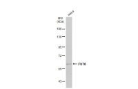 FUT8 antibody