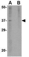 Akirin 2 antibody