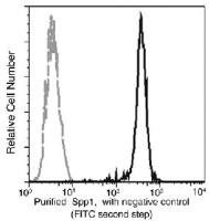 Osteopontin antibody [001]
