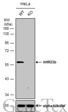 RAD23B antibody