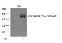 MEK1/MEK2 (phospho Ser218/Ser222) antibody