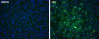 Japanese encephalitis virus NS5 antibody