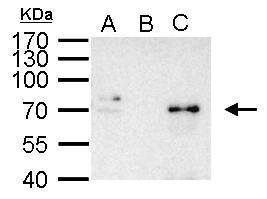NFkB p65 antibody
