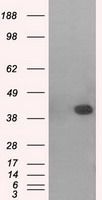 p38 beta antibody [1C2]
