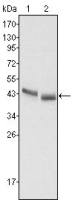 PGA5 antibody [2C1]