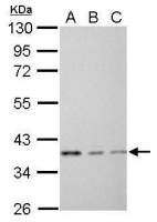 EEF1D antibody