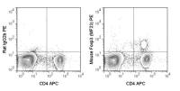 FOXP3 antibody [MF23] (PE)