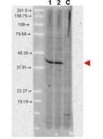 AHA-1 antibody [25F2.D9]
