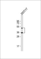LAG3 antibody, Internal