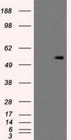 PKMYT1 antibody [5E1]