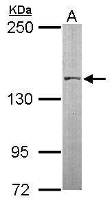 SMC3 antibody [N1N2], N-term