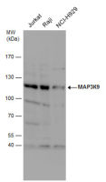 MLK1 antibody