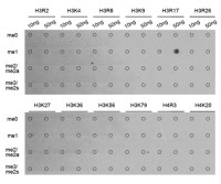 Histone H3R17me1 (mono-methyl Arg17) antibody