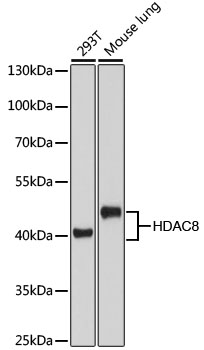 HDAC8 antibody