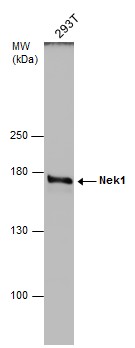 Nek1 antibody