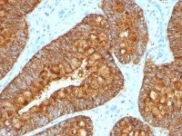 MAML3 antibody [MAML3/1303]