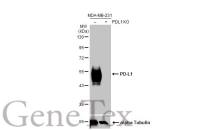 PD-L1 antibody