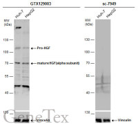 HGF (alpha subunit) antibody