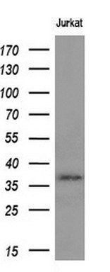 MCL1 antibody [10F6]