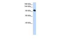 SFRS8 antibody, N-term