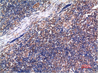 Cyclin B1 antibody [5C1]