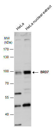 BRD7 antibody [C1C3]