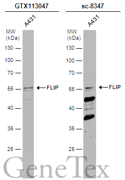 FLIP antibody [N1C1]