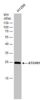ATG101 antibody
