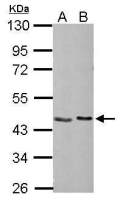 NUDC antibody