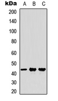 Milk Fat Globule 1 antibody