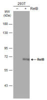 RelB antibody