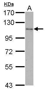 CBL antibody [C2C3], C-term