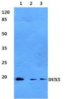 DUX5 antibody