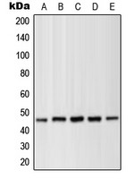 MEK1 (phospho Thr286) antibody