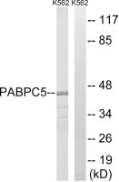 PABPC5 antibody