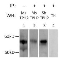TPH2 antibody