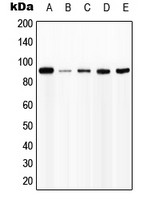 Interferon gamma Receptor 1 (phospho Tyr457) antibody
