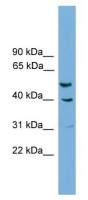 A2BP1 antibody