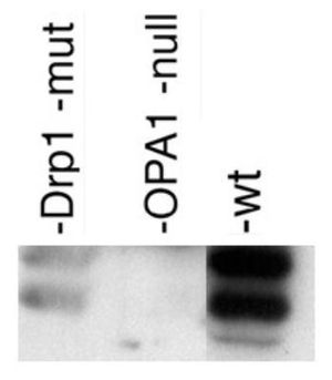 OPA1 antibody