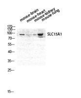 SLC15A1 antibody