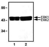 ERK1/2 antibody [E31R]