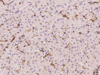 VCAM1 / CD106 antibody