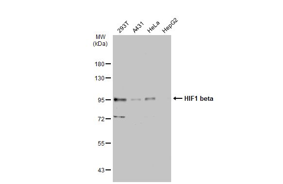 HIF1 beta antibody [GT1141]