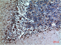 Cystatin C antibody [5A2]