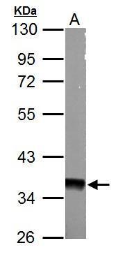 AMPK gamma 1 antibody