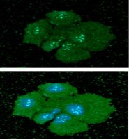 Podoplanin antibody [AT56F7]