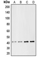 CMKLR1 antibody