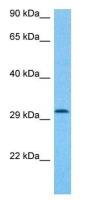 Protor 1 antibody, C-term